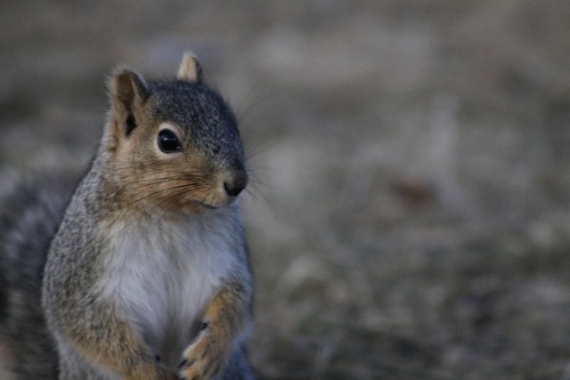Free Squirrel Rodent photo and picture
