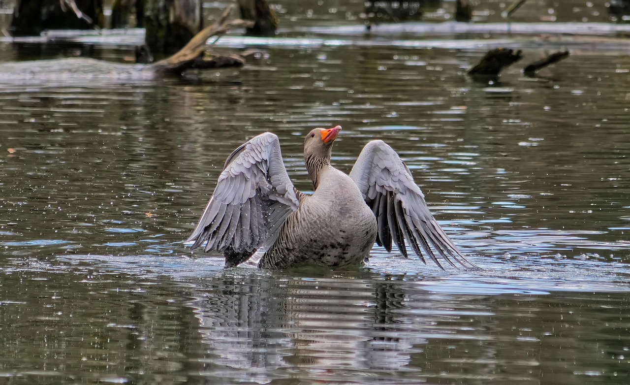 Gans Auf Dem Wasser Vogel - Kostenloses Foto auf Pixabay - Pixabay Gans Auf Dem Wasser Vogel - Kostenloses Foto auf Pixabay - Pixabay