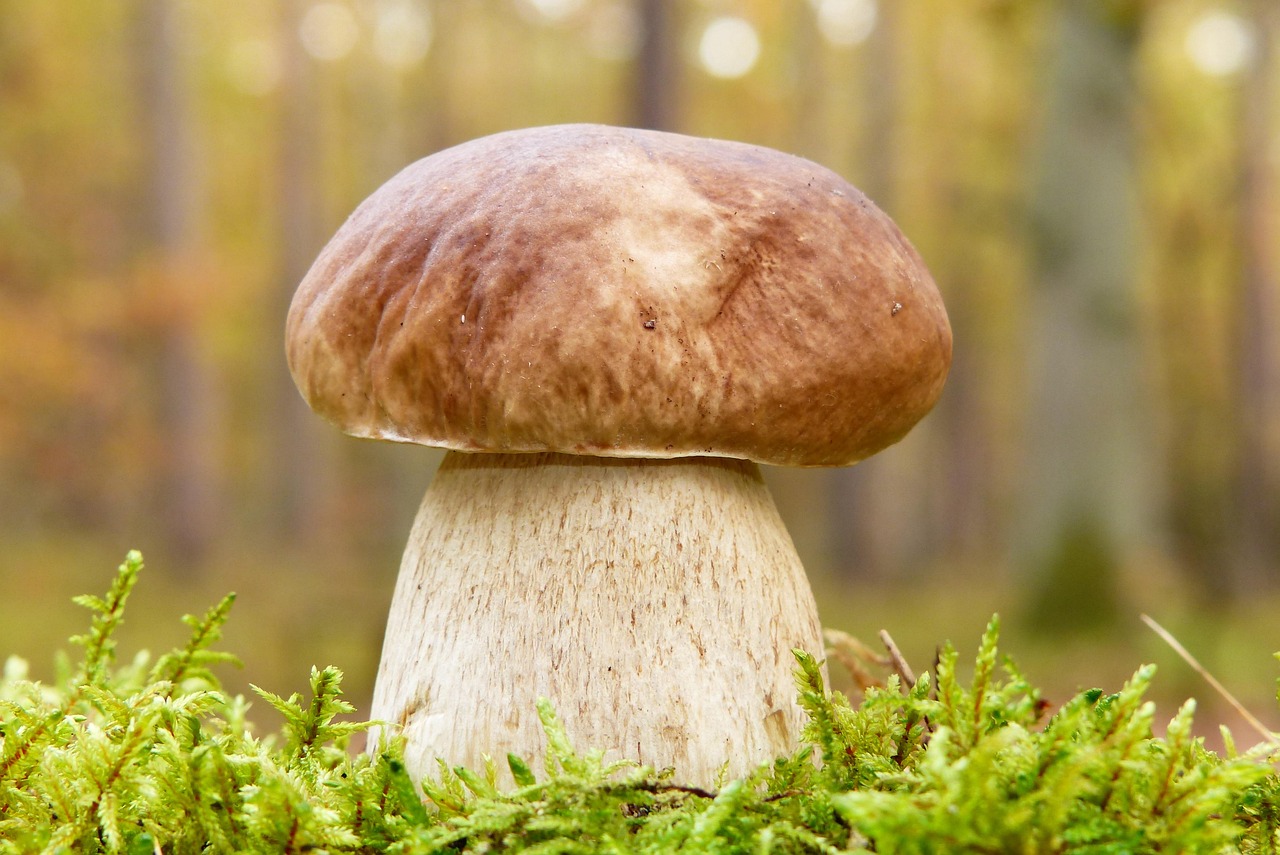 Steinpilz Edulis Pilz Hut Kostenloses Foto Auf Pixabay Steinpilz Edulis Pilz Hut Kostenloses Foto Auf Pixabay