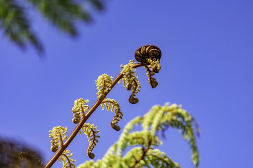 公鸡王技巧官网