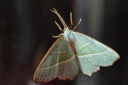 Motte, Schmetterling, Insekten, Natur