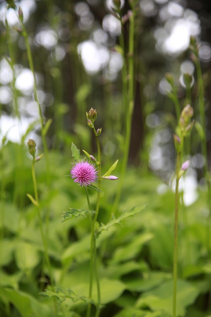 Free Flower Wildflower photo and picture