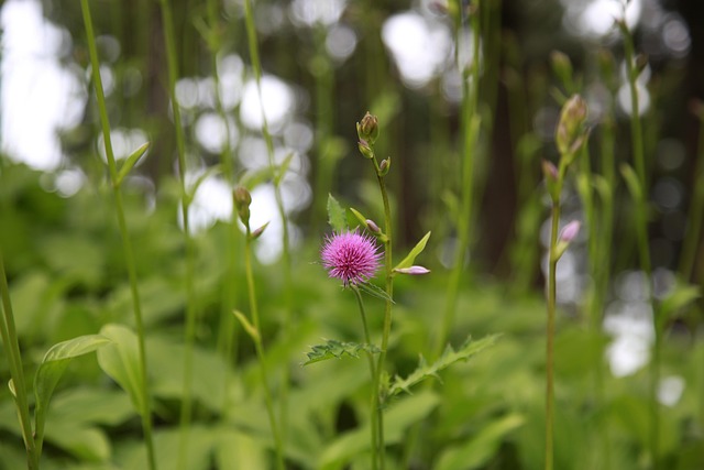 Free Flower Flower Wallpaper photo and picture
