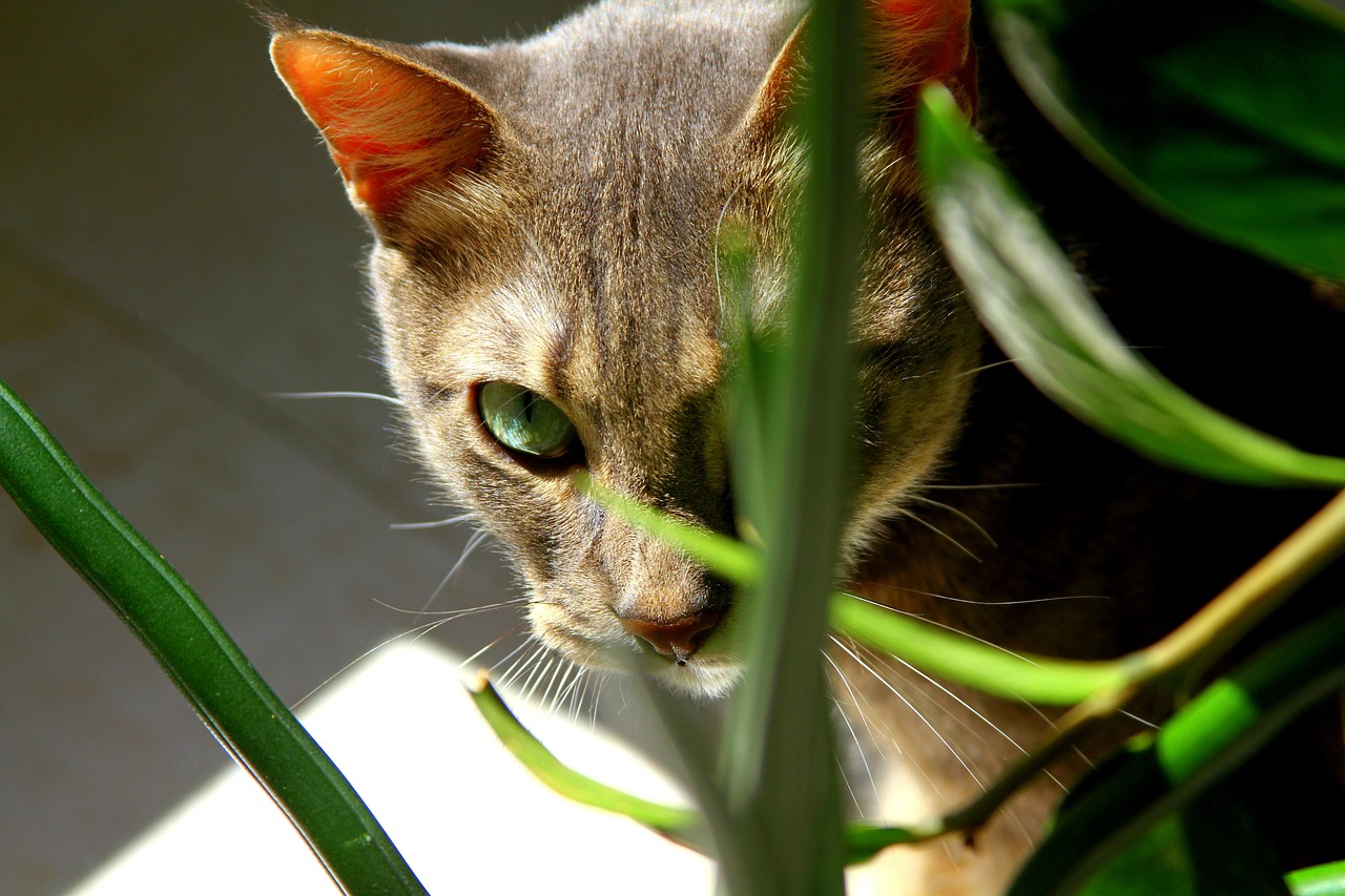 Cat Oeil Vert Œil - Photo gratuite sur Pixabay - Pixabay