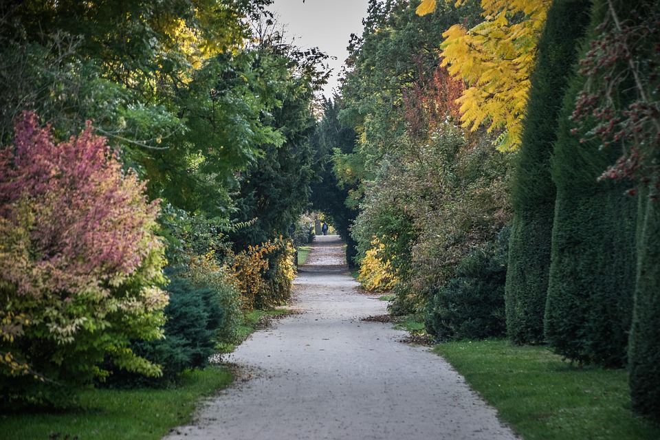 Park Trees Country - Free photo on Pixabay - Pixabay