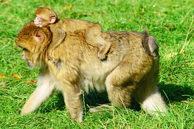 Free Monkeys Barbary Macaques photo and picture
