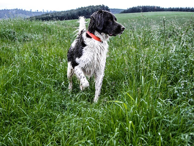Free Hunting Dog Hunting photo and picture