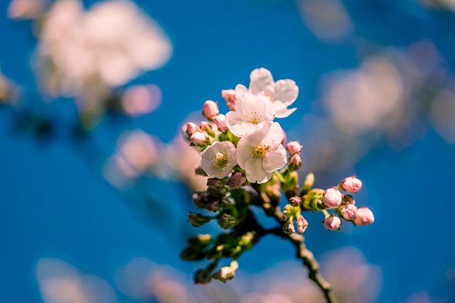 Free Cherry Blossom Beautiful Flowers photo and picture
