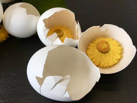 Påske, Æg, Blomst, Forår, Dekoration