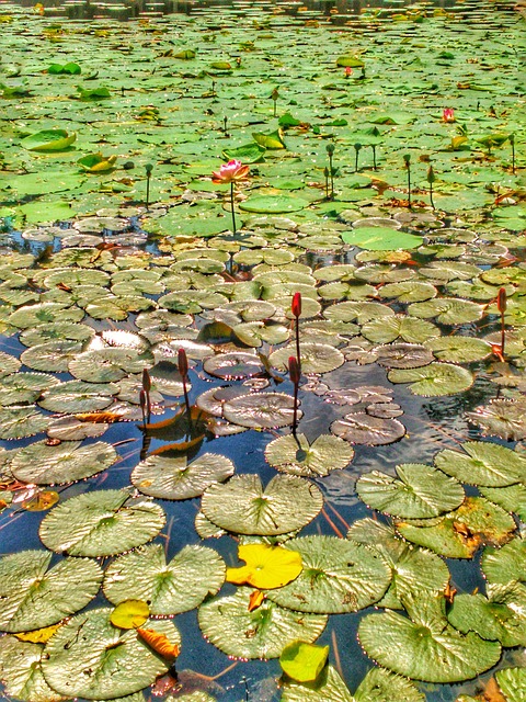 Free Nature Lotus photo and picture