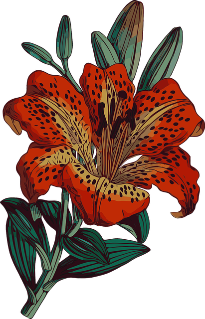 Free Lily Beautiful Flowers vector and picture