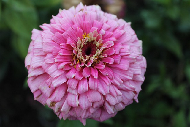 Free Summer Flowers photo and picture