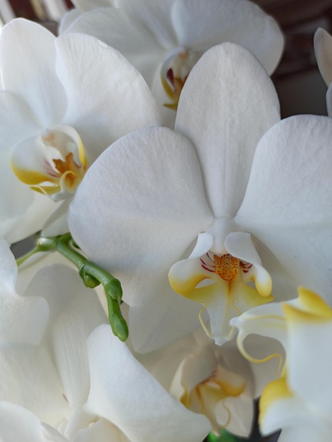 Blumen, Orchideen, Hell, Schöne Blumen