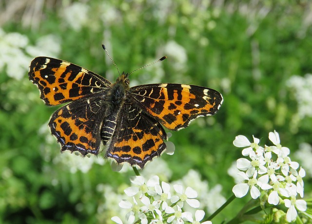 Vlinder, Bloem Behang, Natuur