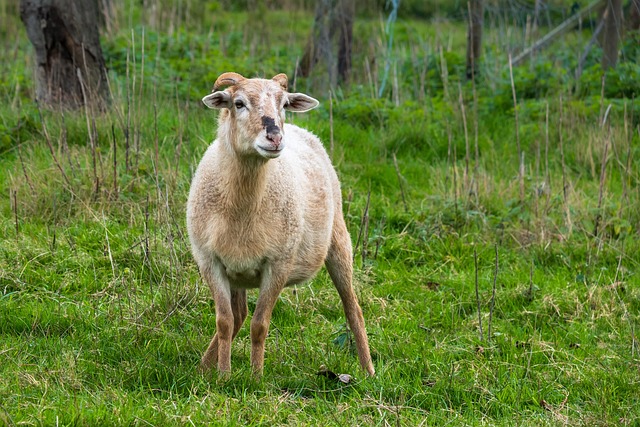 7,000+ Free Sheep & Nature Images - Pixabay