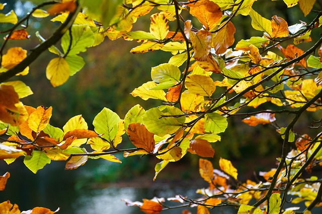 Herbst, Blätter, Blätter Im Herbst, Ast