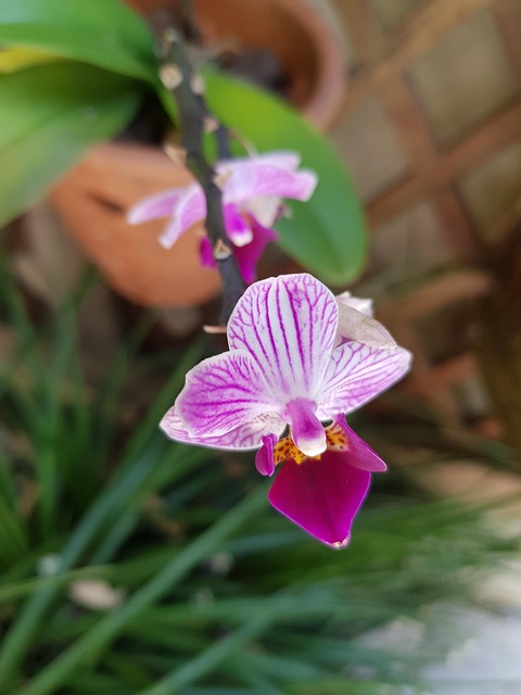 Free Orchid Flower photo and picture