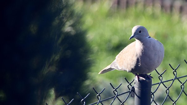 Free Dove Nature photo and picture