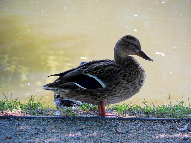 Free Duck Pond photo and picture