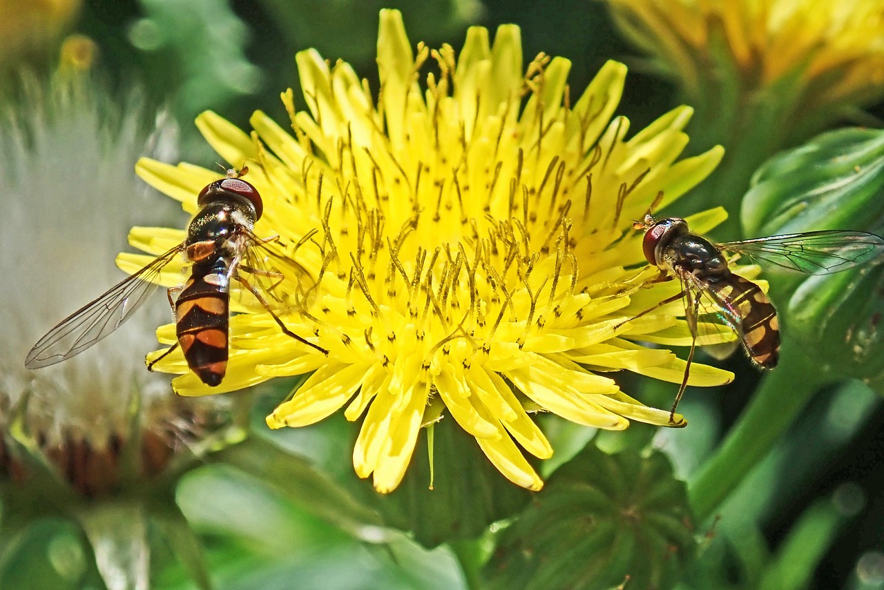 placez Images High Quality Grahic Insectes Placez Les Mouches - Photo gratuite sur Pixabay - Pixabay