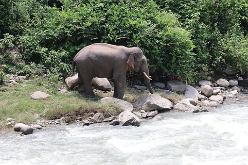 Free Elephant River photo and picture