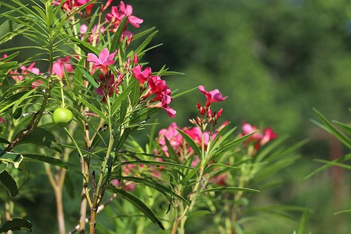 Free Flowers Red photo and picture