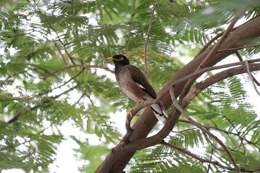 Free Sparrow Tree photo and picture