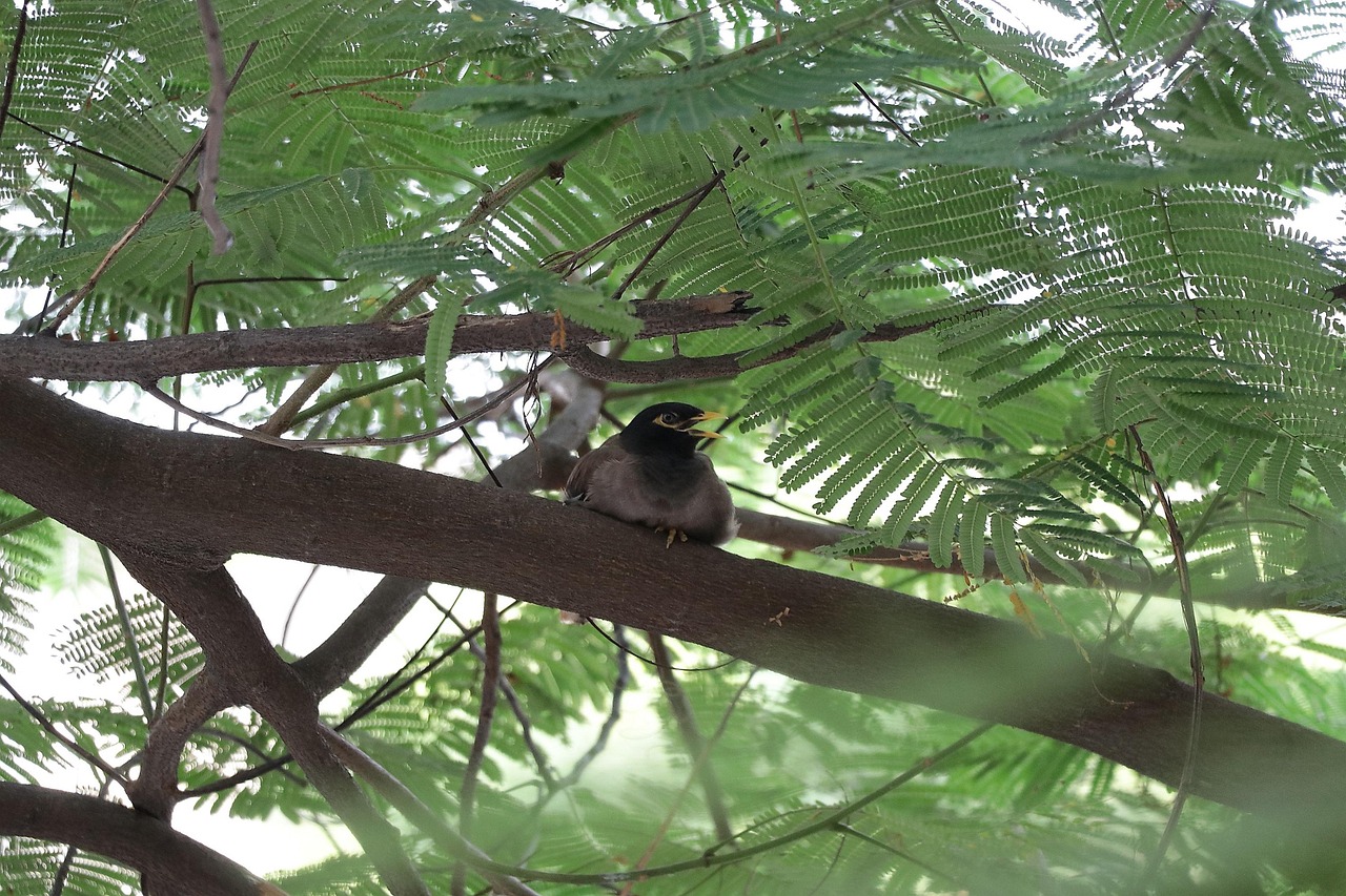 Sparrow Pregnant Tree Free photo on Pixabay Pixabay
