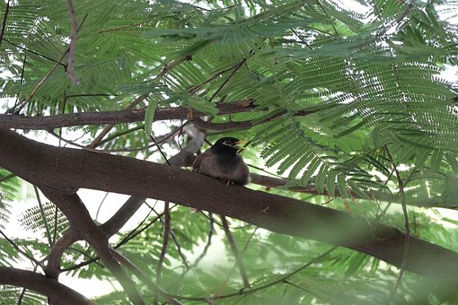 Free Sparrow Pregnant Sparrow photo and picture