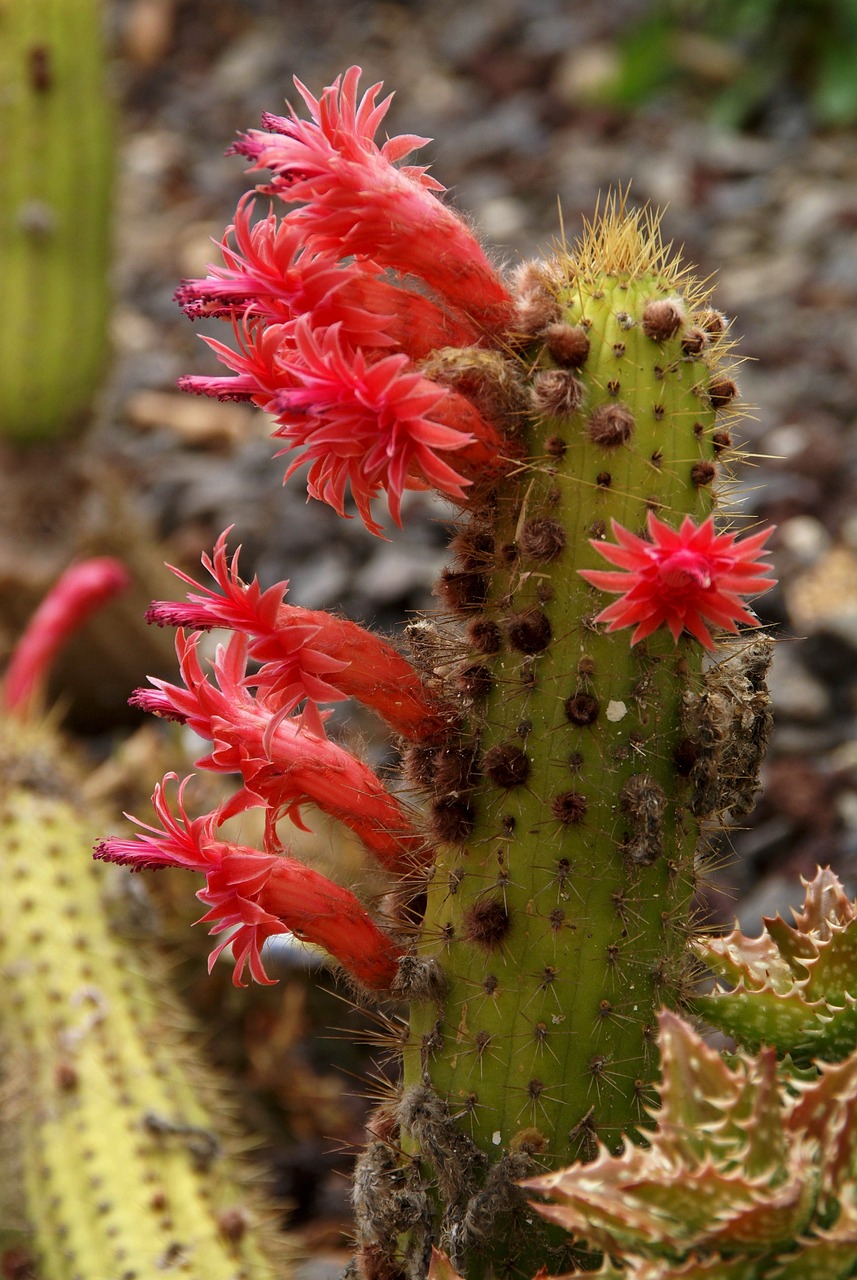 Kaktus Spikes Dornen - Kostenloses Foto auf Pixabay