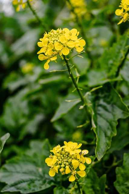 Free Oilseed Rape Plant photo and picture
