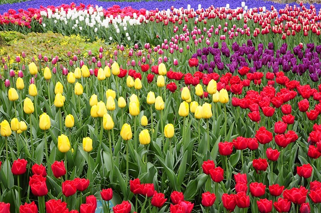 tulip, amsterdam, keukenhof, colorful, garden, nature, flora, holland, display
