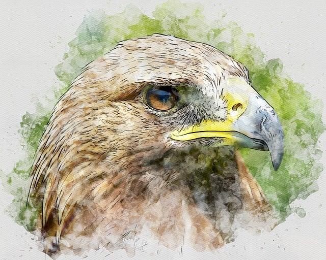 Free adler eagle raptor illustration