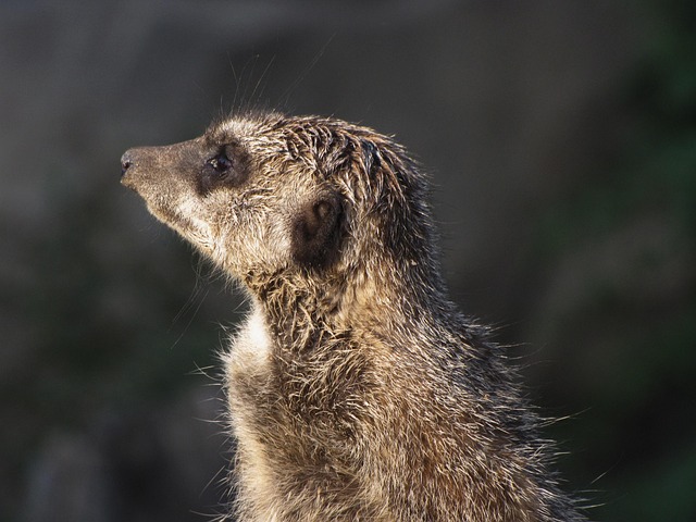 Free Meerkat Animal photo and picture