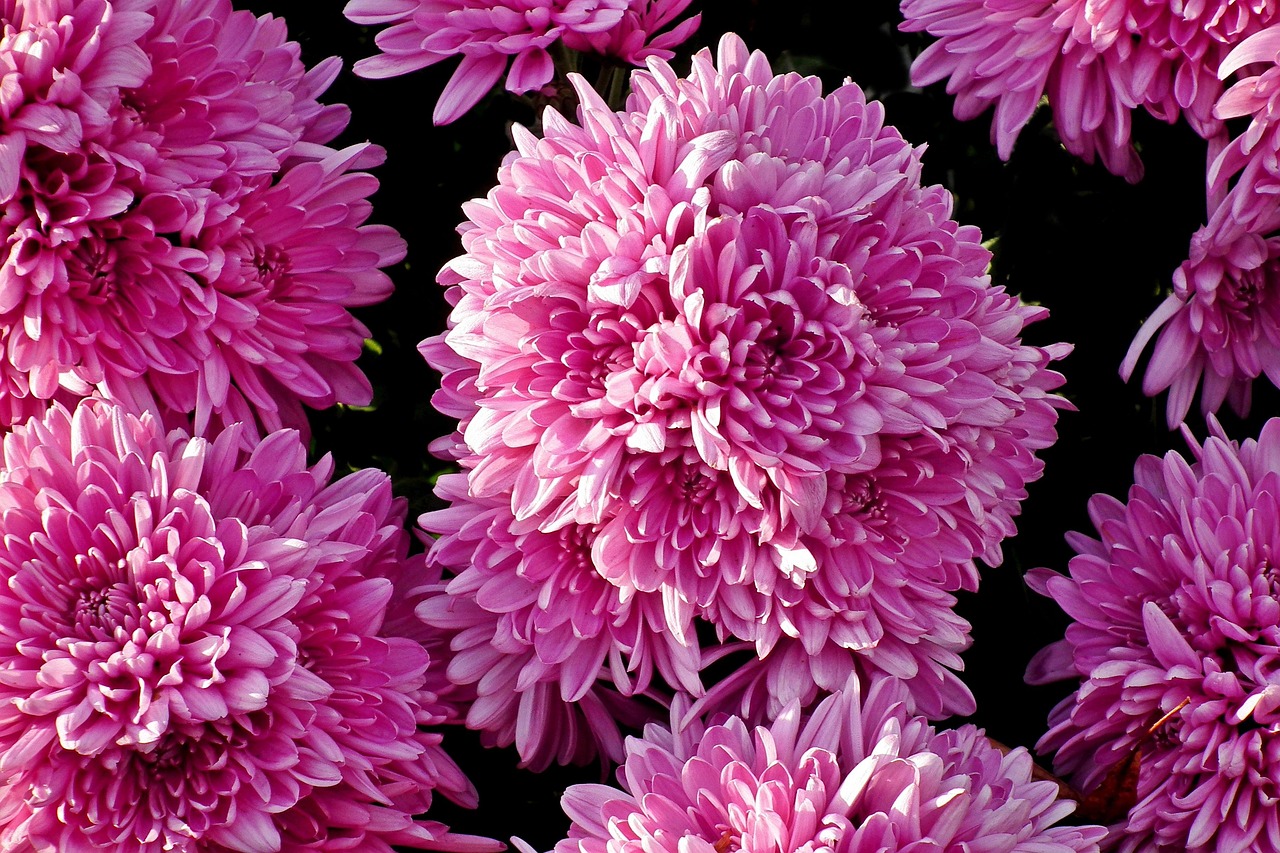 Chrysanthemums Flowers Autumn Free photo on Pixabay Pixabay