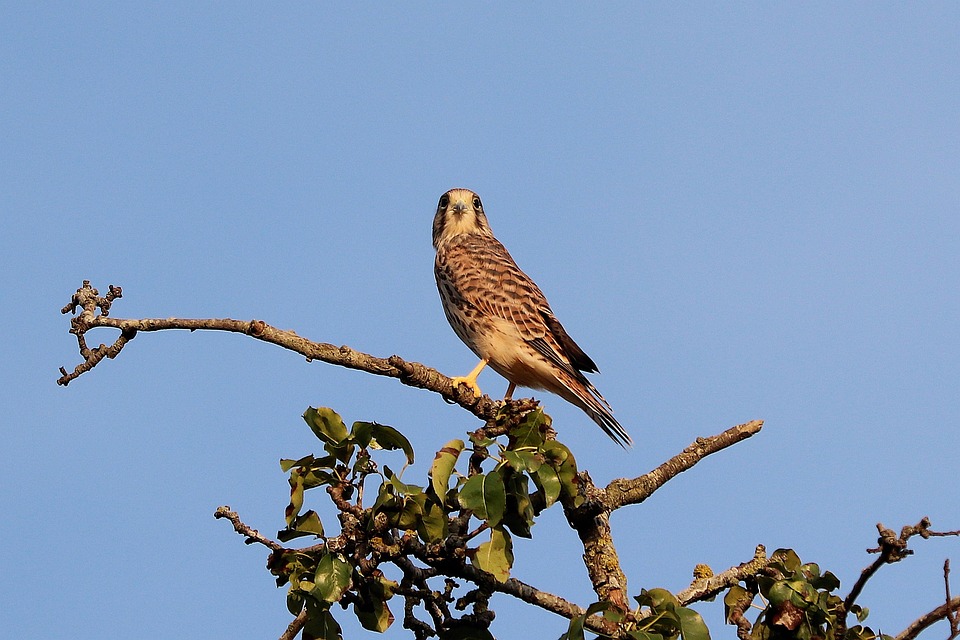 Young Rapter Falcon Young Hawk Raptor Birds Of - Free photo on Pixabay - Pixabay