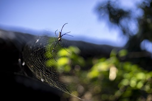 Naturaleza, Insecto, De Cerca, Telaraña