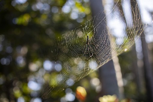 Naturaleza, Insecto, De Cerca, Telaraña