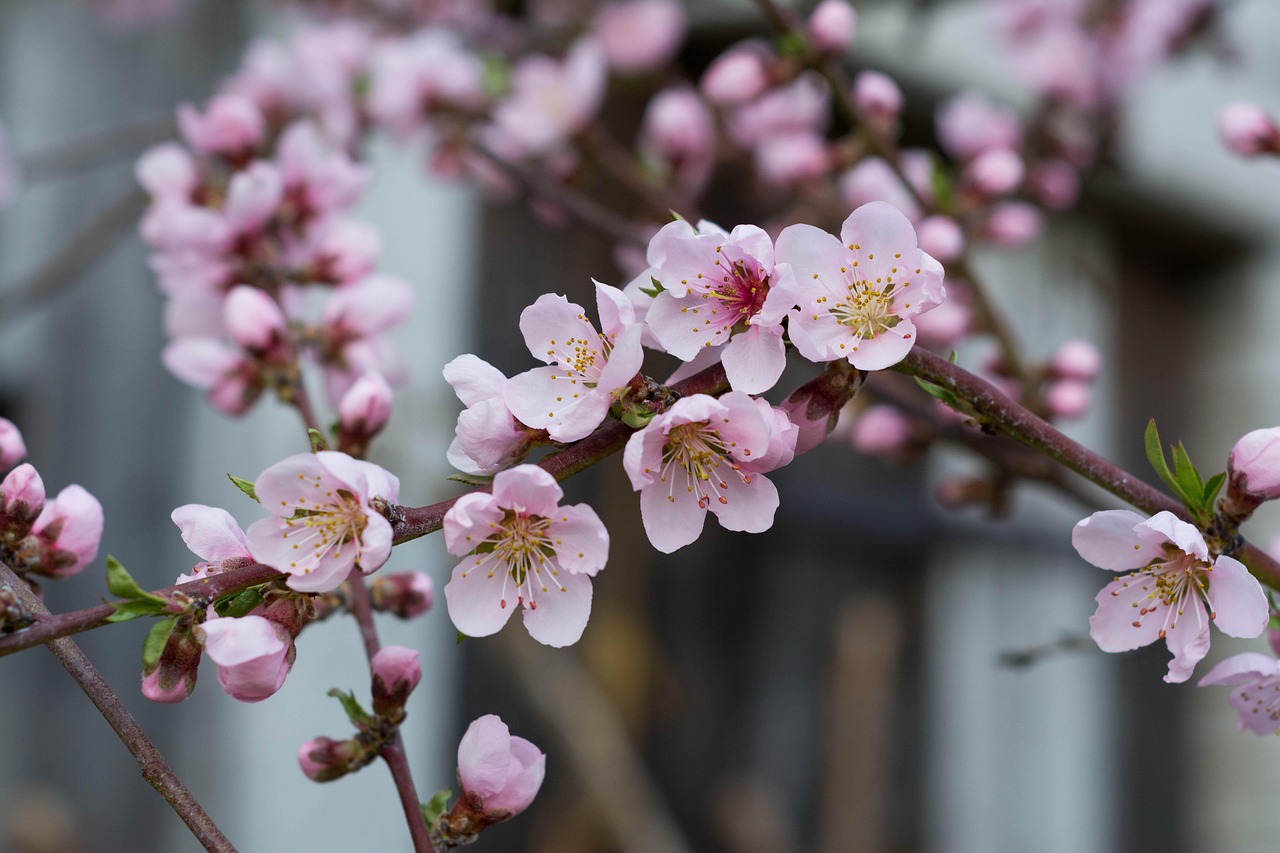 Nectarine Flowers Spring Free photo on Pixabay Pixabay