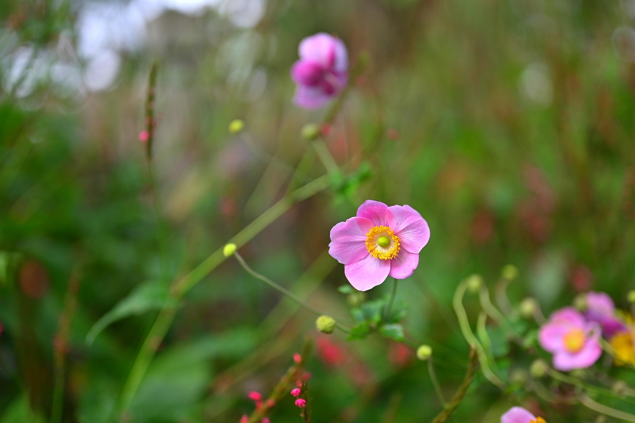 花的力量 花 夏天 - Pixabay上的免费照片 - Pixabay