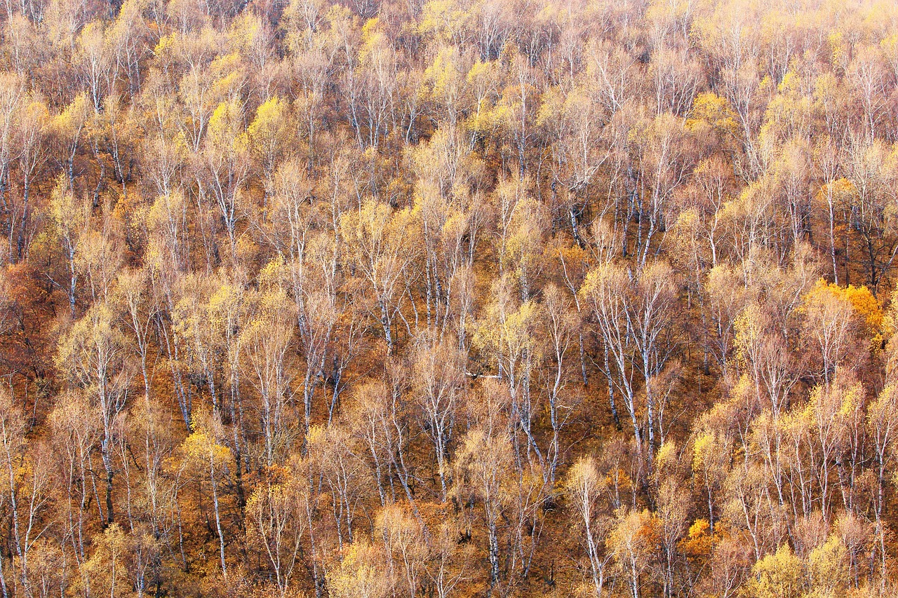 秋色 秋天 树 - Pixabay上的免费照片 - Pixabay