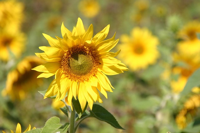 Zonnebloem, Zomer, Bloesem, Natuur