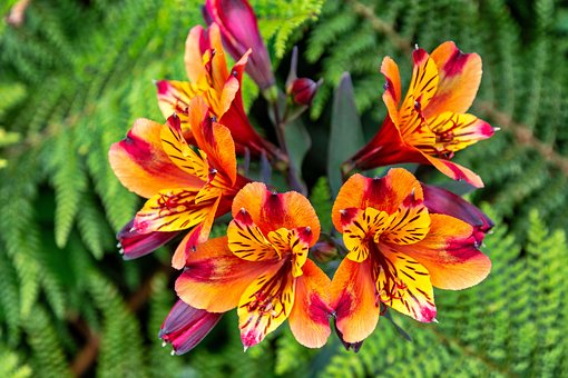 Blumen, Pflanzen, Natur, Sommer, Farben