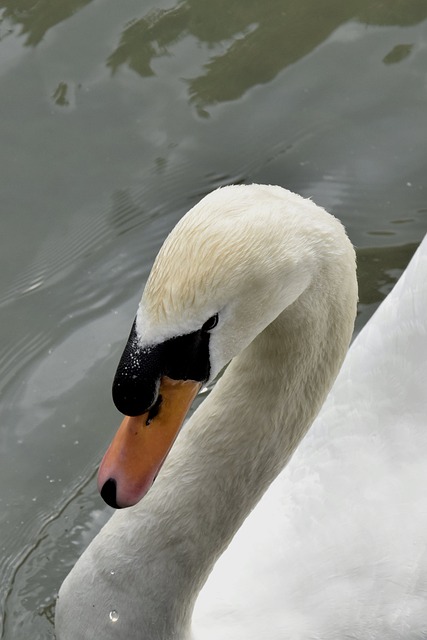 Free Swan Bird photo and picture