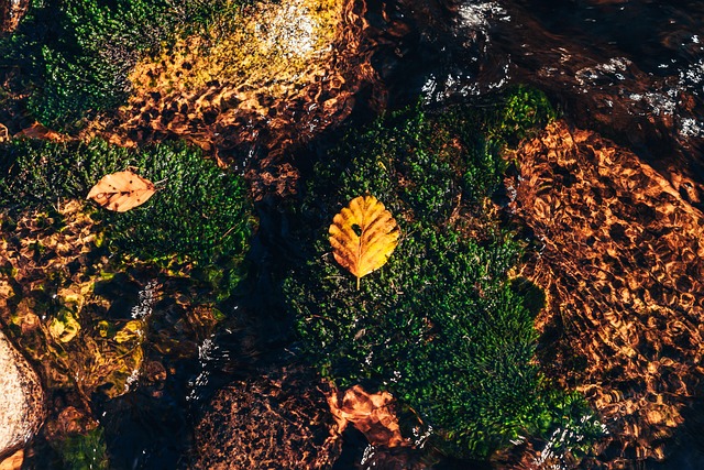 Free Autumn Water photo and picture