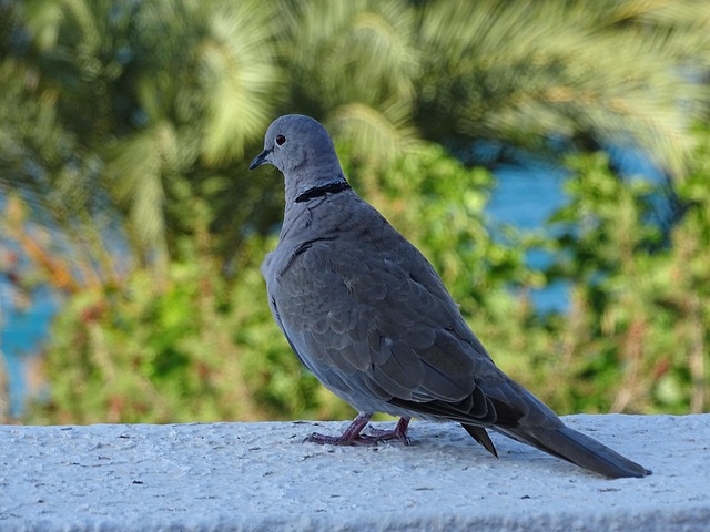 Free Dove Wall photo and picture
