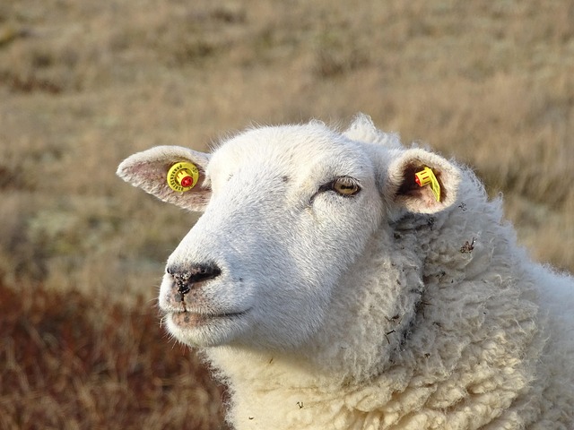 Free Sheep Calm photo and picture