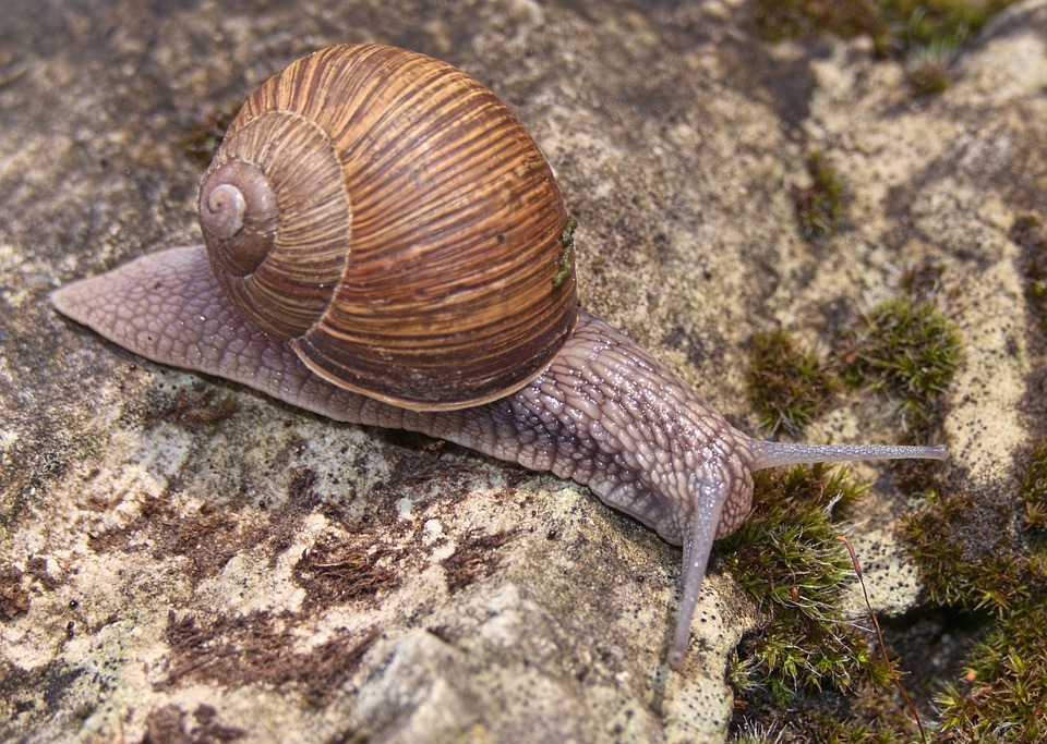 Snail Anmal Shells Snail Shell Animal Burgundy - Free photo on Pixabay - Pixabay