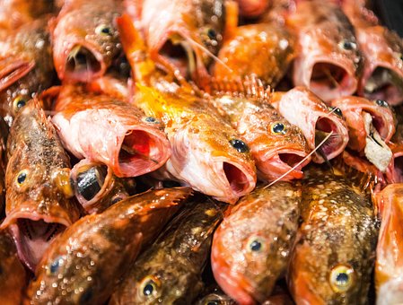 Free Seafood Fish photo and picture