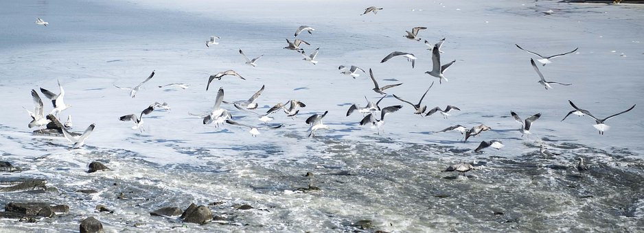 Free Seagull Goheung photo and picture